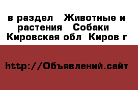  в раздел : Животные и растения » Собаки . Кировская обл.,Киров г.